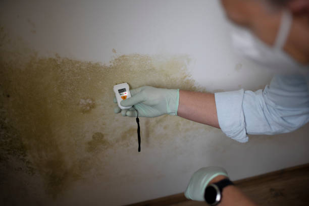 Best Certified Mold Removal  in Fishers, IN