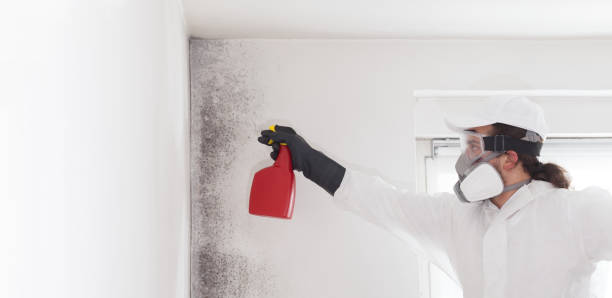 Best Commercial Mold Removal  in Fishers, IN