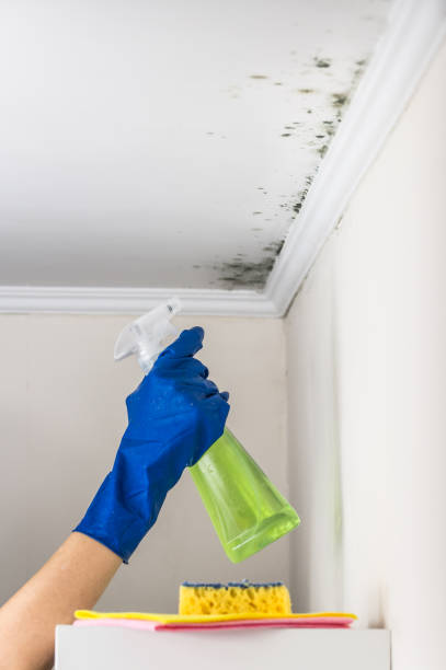 Best Mold Testing and Removal  in Fishers, IN